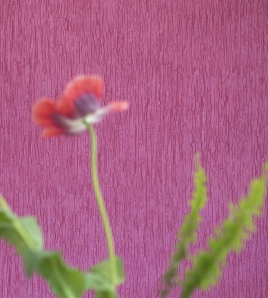 Designers Guild Sashiko Slate tapéta - Paisley Home