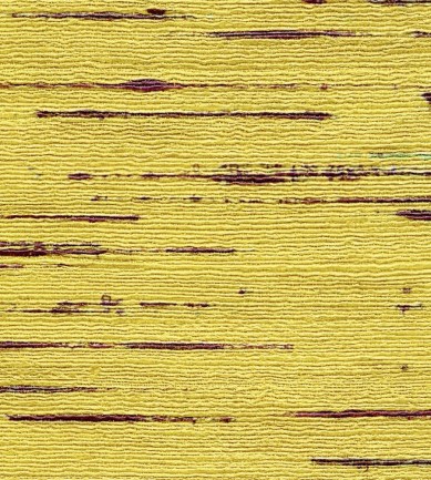 Elitis Indiana VP85104 tapéta - Paisley Home