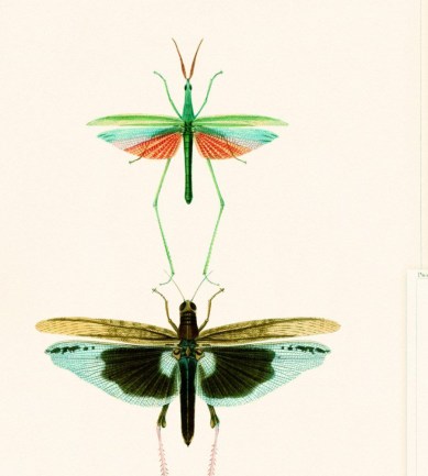 MINDTHEGAP Entomology Green design tapéta - Paisley Home