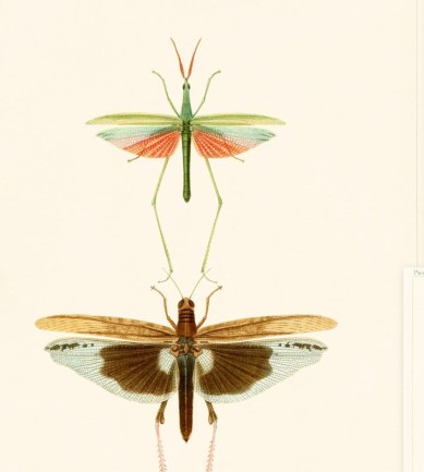 MINDTHEGAP Entomology design tapéta - Paisley Home