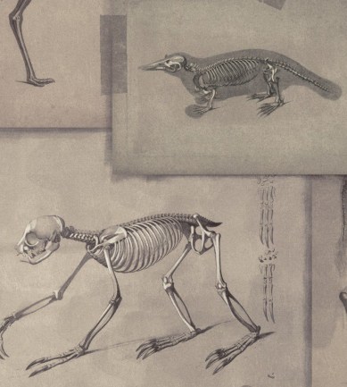 MINDTHEGAP Zooarchaeology design tapéta - Paisley Home