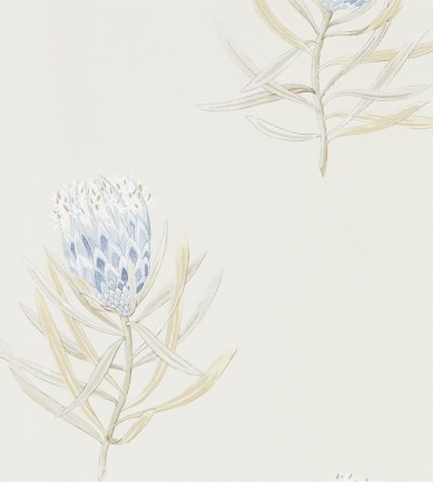 Sanderson Protea Flower China Blue / Canvas tapéta - Paisley Home