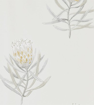 Sanderson Protea Flower Daffodil / Natural tapéta - Paisley Home