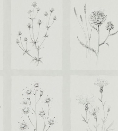 Sanderson Little Thistles Pewter tapéta