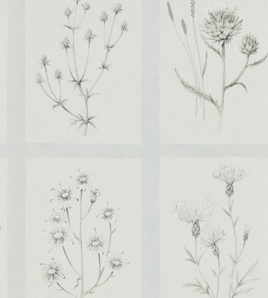 Sanderson Little Thistles Grey Blue tapéta
