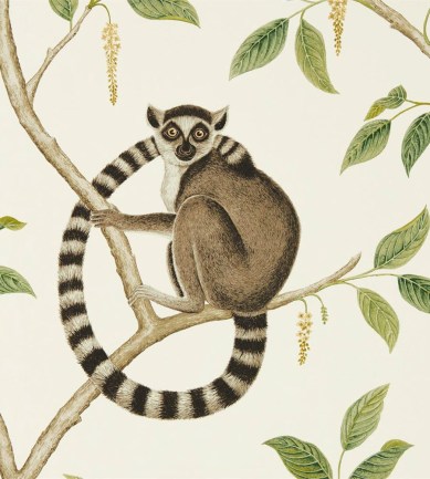Sanderson Ringtailed Lemur Cream-Olive tapéta